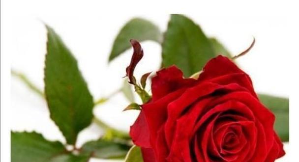 玫瑰花的象征意义（从爱情到美丽，玫瑰花的多重含义）