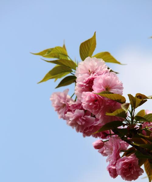 樱花的寓意与花语（樱花的美丽与寓意，传递着春天的希望和一切的短暂）