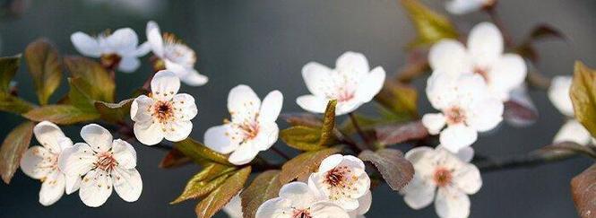 樱花的寓意与花语（樱花的美丽与寓意，传递着春天的希望和一切的短暂）