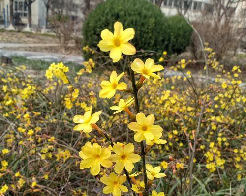 迎春花（迎春花的特点和象征意义）