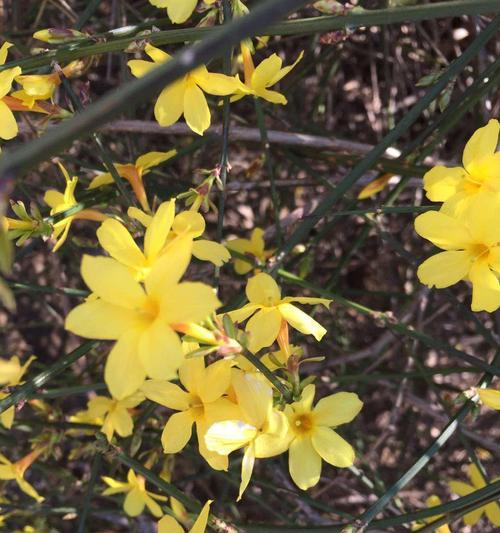 迎春花（迎春花花语与文化传承，传递着对新年的美好期盼）