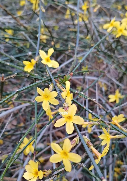 迎春花（迎春花花语与文化传承，传递着对新年的美好期盼）