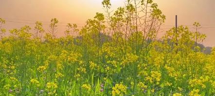 油菜花的花语与传说（传承与希望）