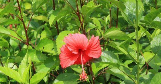 榆树的花语与传说（娇艳绽放的花朵，沉静的神秘传说）