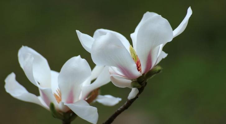 榆树的花语与传说（娇艳绽放的花朵，沉静的神秘传说）