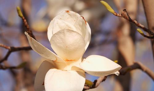 玉兰花的花语与代表意义（展现高贵与坚韧的代表者——玉兰花）