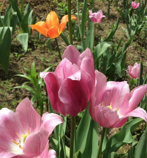 郁金香（郁金香花的意义及其传承）