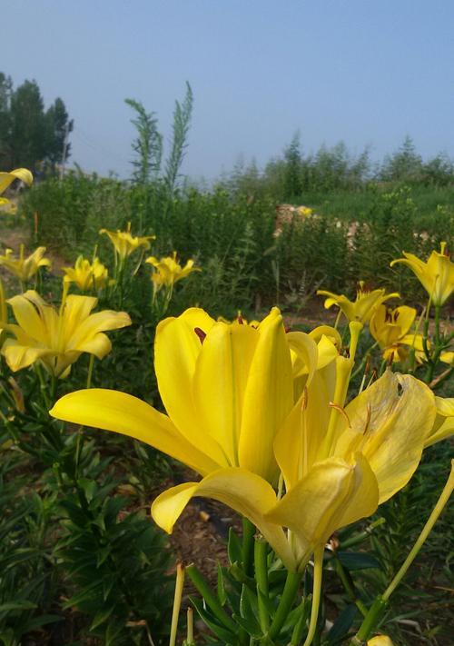 五种花代表友谊，你知道吗？（探索友谊花语的奥秘，让友谊更加绚丽多彩）