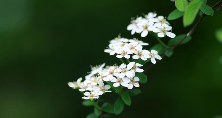 珍珠梅的花语与美丽意象（探秘珍珠梅花的神奇语言，领略其独特魅力）