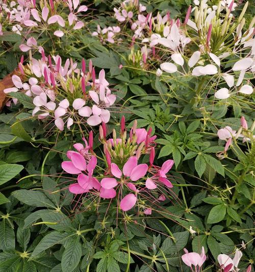 珠海市的市花——红蓼花（珠海市花的象征意义与文化传承）