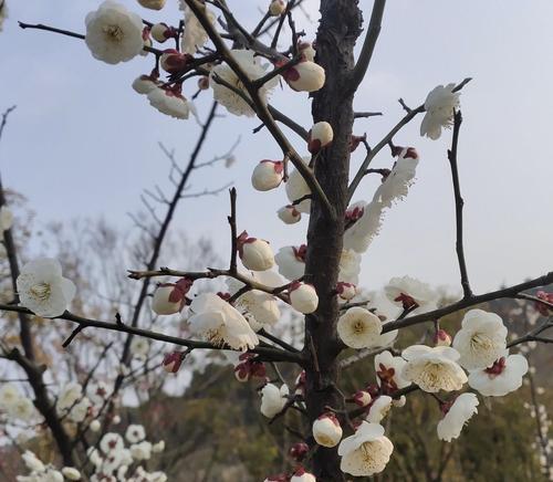 竹子之花语（竹子花语的深刻意义与象征）