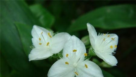 紫露草花语与传说（探寻紫露草花语之美，传承千年的神话故事）