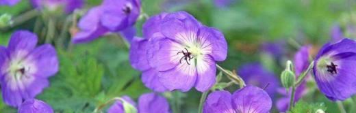 紫罗兰之花（揭秘紫罗兰的神秘花语与古老传说）