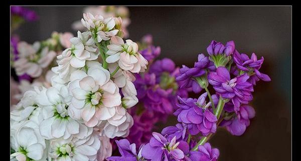 紫罗兰之花（揭秘紫罗兰的神秘花语与古老传说）