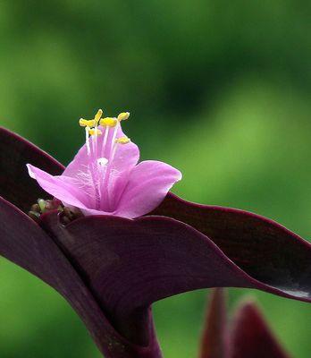 紫罗兰花的意义与象征（探索紫罗兰花的深层寓意）