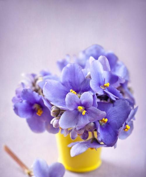 紫罗兰的花语与养护指南（揭秘紫罗兰的花语以及正确的养护方法）
