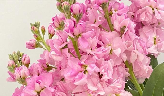 紫罗兰的花语与养护指南（揭秘紫罗兰的花语以及正确的养护方法）