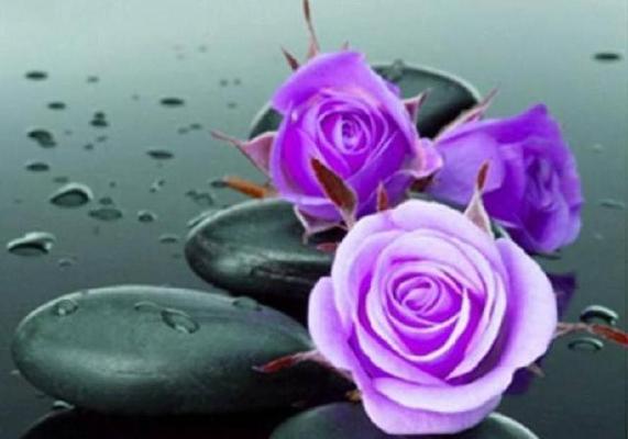 紫玫瑰的花语和代表意义（紫玫瑰的浪漫和神秘）