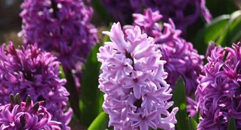淡紫色风信子花语（美丽的花朵，传递深情的语言）