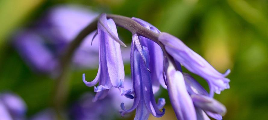 淡紫色风信子花语（美丽的花朵，传递深情的语言）