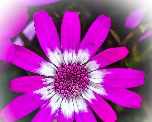 紫色菊花的花语与含义（揭秘紫色菊花背后的心意与祝福）