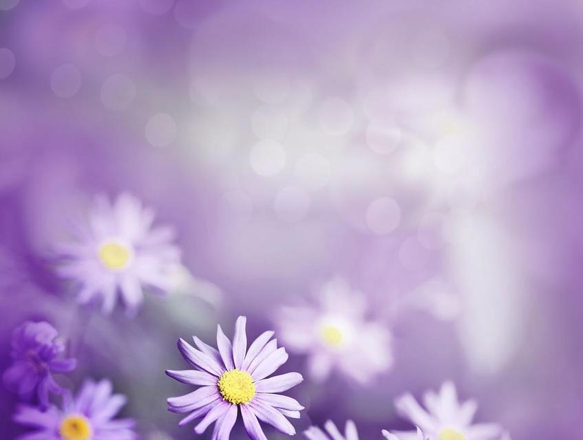 紫色菊花的花语与含义（揭秘紫色菊花背后的心意与祝福）