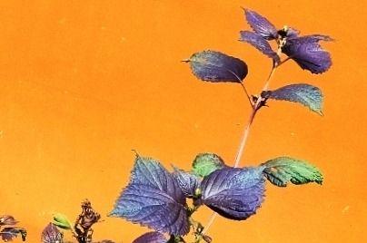 紫苏花的花语与传说（传承千年的紫苏花，寄托着美好祝愿）