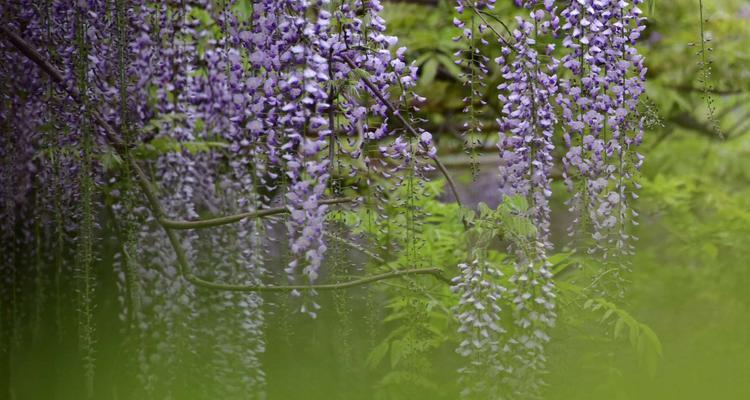 紫藤花的象征意义及美丽传说（探寻紫藤花的深邃意涵，感受其神秘魅力）