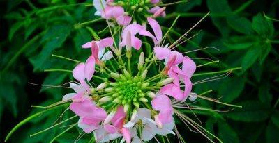 醉蝶花（诗意盛开，灵魂之约）