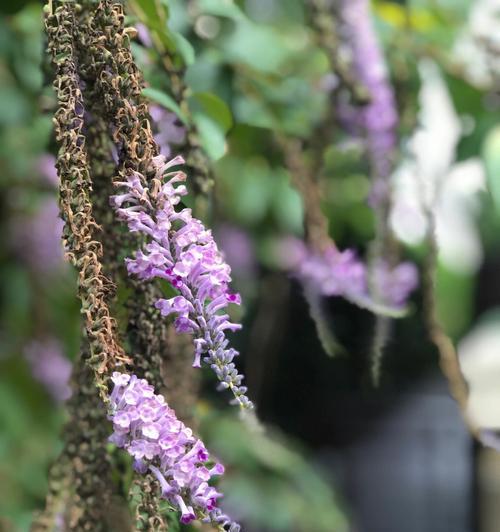 醉鱼草的花语和文化背景（探索醉鱼草的花语及其在传统文化中的意义）