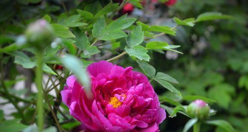芙蓉花（以芙蓉花谐音为主题的花艺故事）