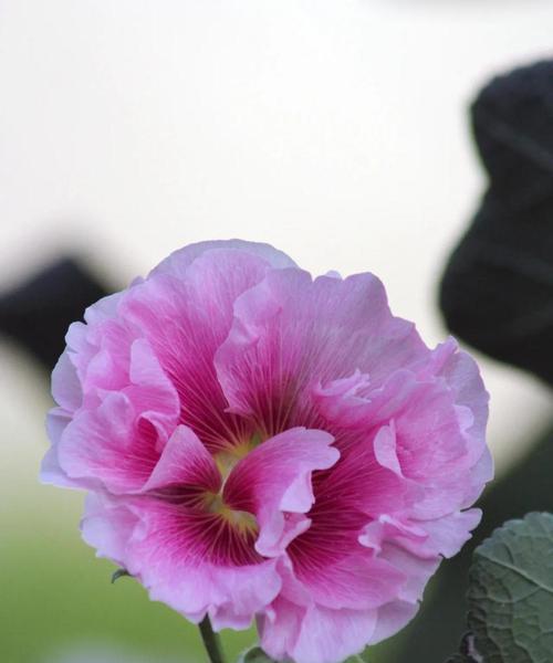 芙蓉花（以芙蓉花谐音为主题的花艺故事）