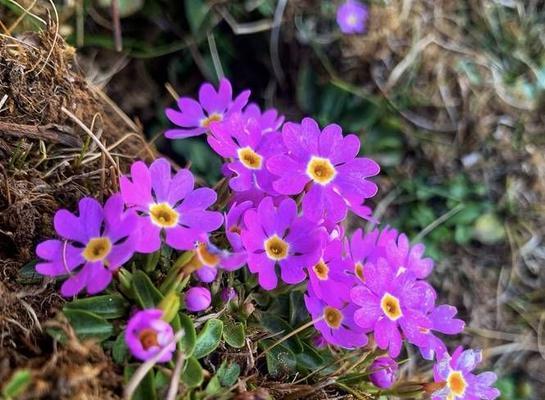 苣叶报春——花开春天的希望（探寻苣叶报春的花语与寓意）