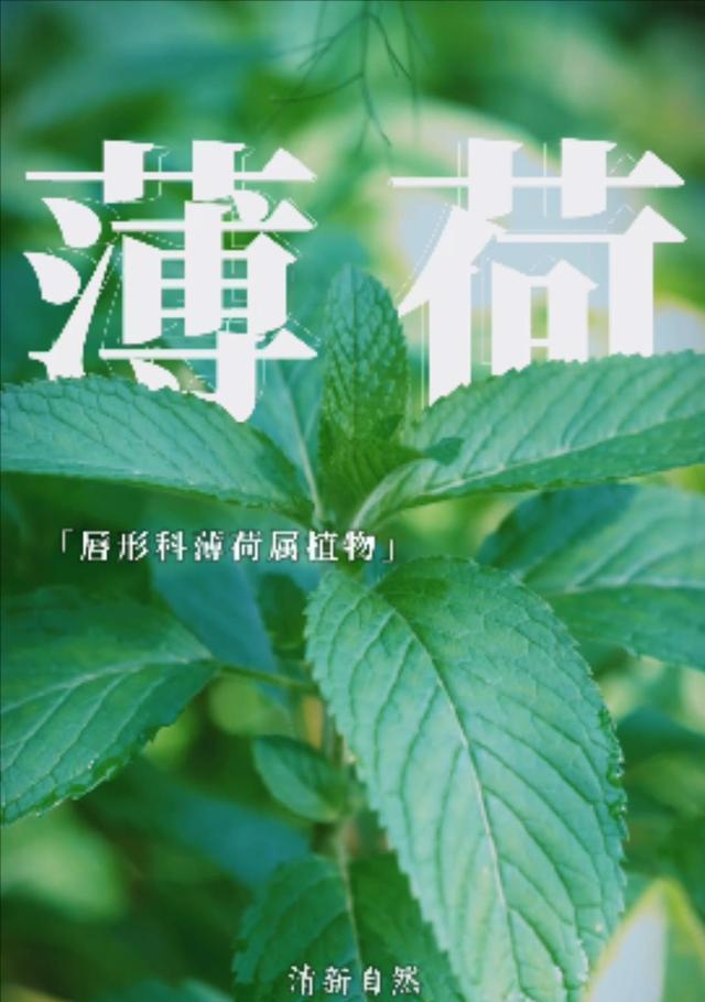 藿香花的花语与传说（探寻藿香花的意义与神话故事）