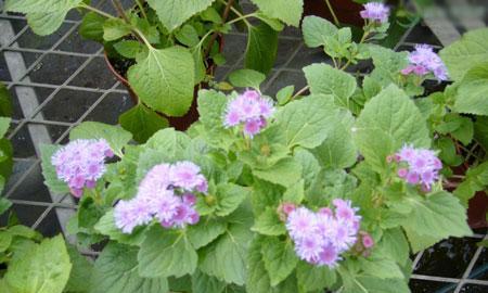 藿香花的花语与传说（探寻藿香花的意义与神话故事）