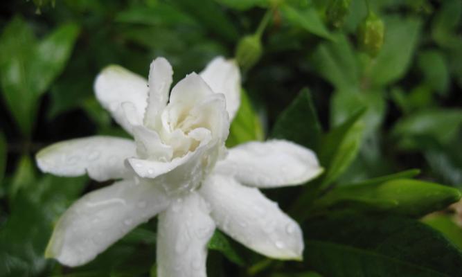 栀子花的花语与象征意义（揭秘栀子花的花期及其深层含义）