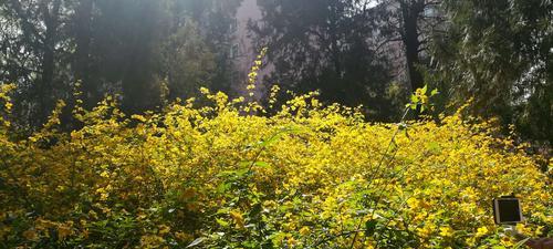 以棣棠花的花语和传说（追寻幸福的精神旅程——以棣棠花的花语和传说）