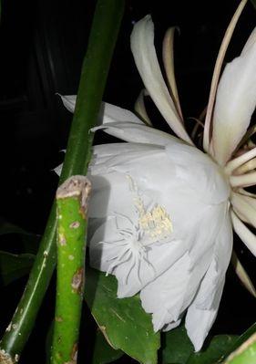 昙花绽放（探寻昙花绽放的意义与预兆）