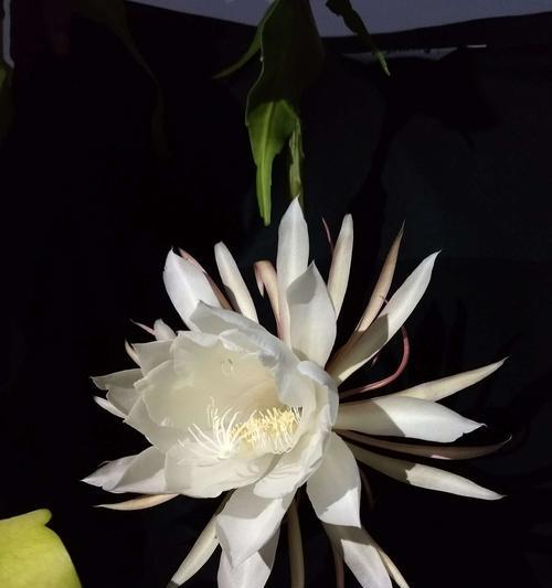 昙花绽放（探寻昙花绽放的意义与预兆）