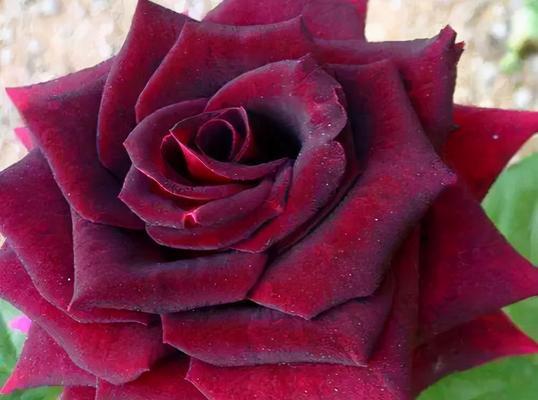 深情告白，红玫瑰的花语（11朵红玫瑰的寓意与表达方式）