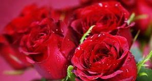 11朵玫瑰花的花语及意义（用11朵玫瑰花传达的深情表白）