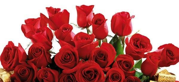 12朵红玫瑰的花语及象征意义（探寻12朵红玫瑰的花语，传递爱情的激情与浪漫）