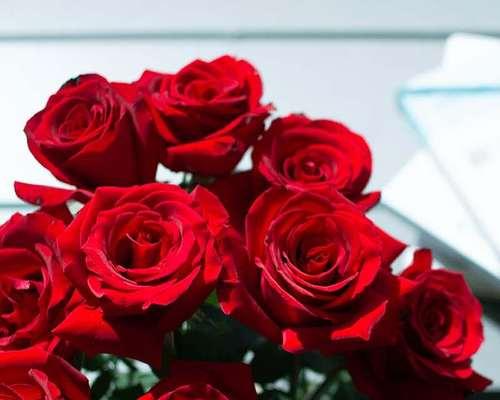12朵红玫瑰的花语及象征意义（探寻12朵红玫瑰的花语，传递爱情的激情与浪漫）