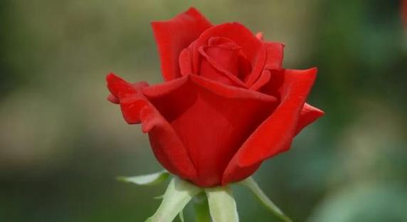 13朵玫瑰的花语与意义剖析（探究玫瑰花的传情之道）