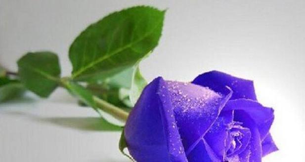 15朵玫瑰代表的花语及其意义解析（浪漫神秘的花语，玫瑰的15种寓意）