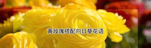 16朵黄玫瑰的花语（探索16朵黄玫瑰所代表的意义）