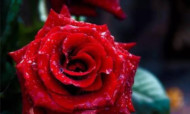 以16朵玫瑰代表什么花语？（解读16朵玫瑰的深层含义）