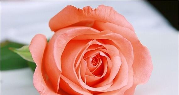 16朵玫瑰花的花语之谜（揭秘16朵玫瑰花背后的花语之意）