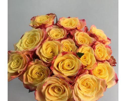 18朵玫瑰花语的含义和象征——一束芳香的表达方式（深入解读18朵玫瑰的每个意义，唤起感情的火花）