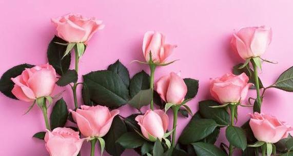 25朵玫瑰花花语代表什么意思（解读25朵玫瑰花的花语，带给你不同的寓意）